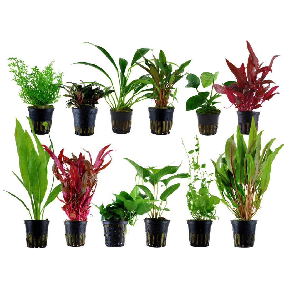 Aquarium plant care for beginners best sale