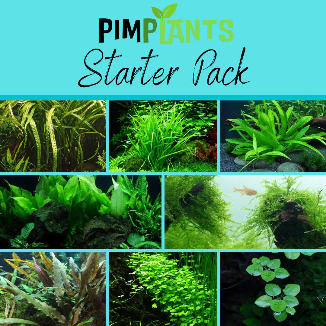 Aquarium sales plants list