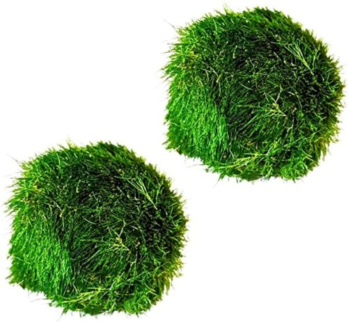 A Picture of 2 Marimo Moss Balls