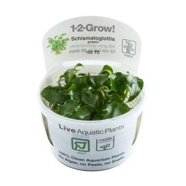 Schismatoglottis prietoi Tropica 1-2 Grow