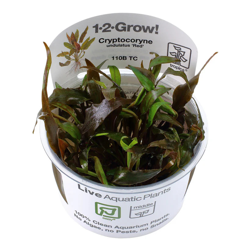 Cryptocoryne undulatus 'Red' - Tropica 1-2 Grow