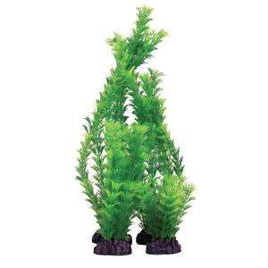 Hugo Hornwort Green 40Cm