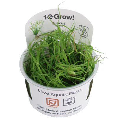 Juncus repens - Tropica 1-2 Grow