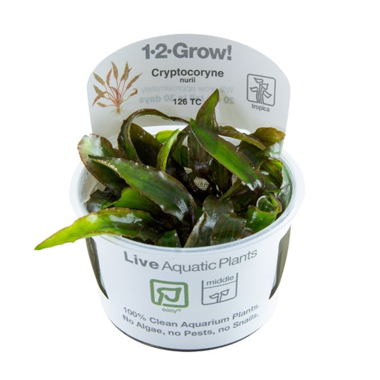 Cryptocoryne nurii - Tropica 1-2 Grow