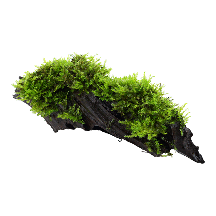 Christmas Moss on Bogwood