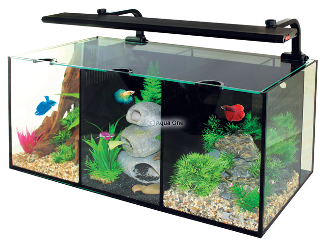 Aquarium Betta Trio 32L 55 x 25 x 25cm