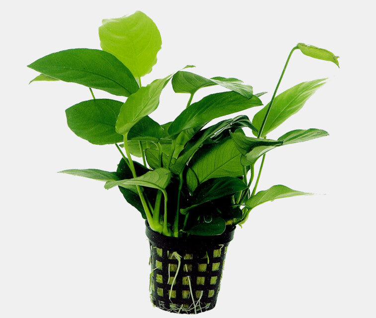 Anubias Nana 5cm Pot