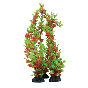 Hugo Ludwigia Red/Green 13Cm