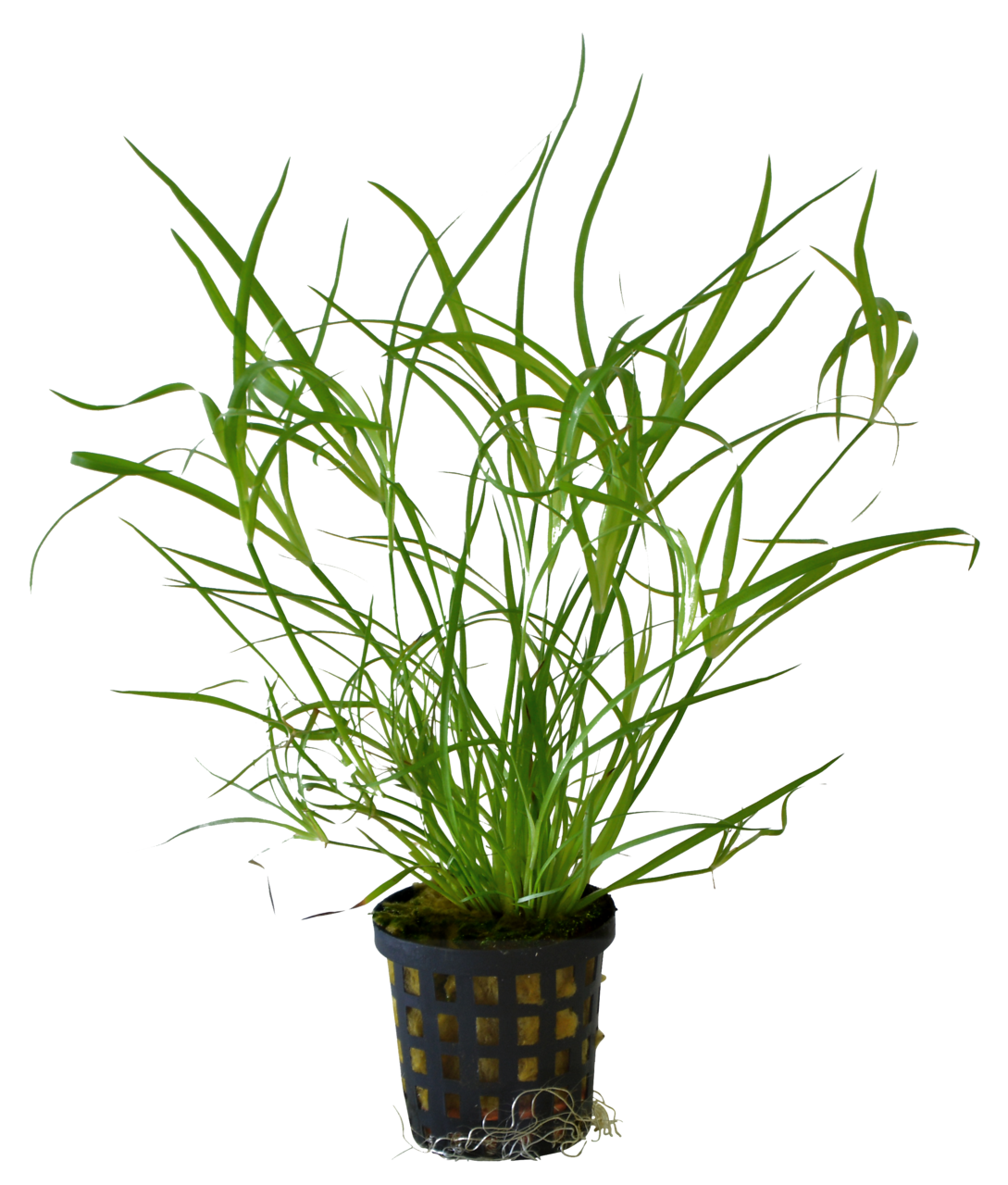 Juncus Repens 5 cm pot