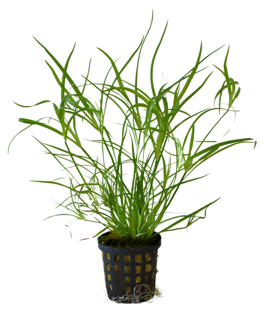 Juncus Repens 5 cm pot