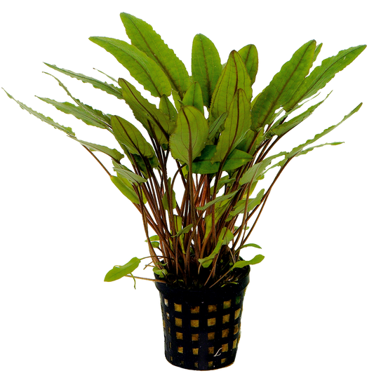 Cryptocoryne Petchii 5 cm pot