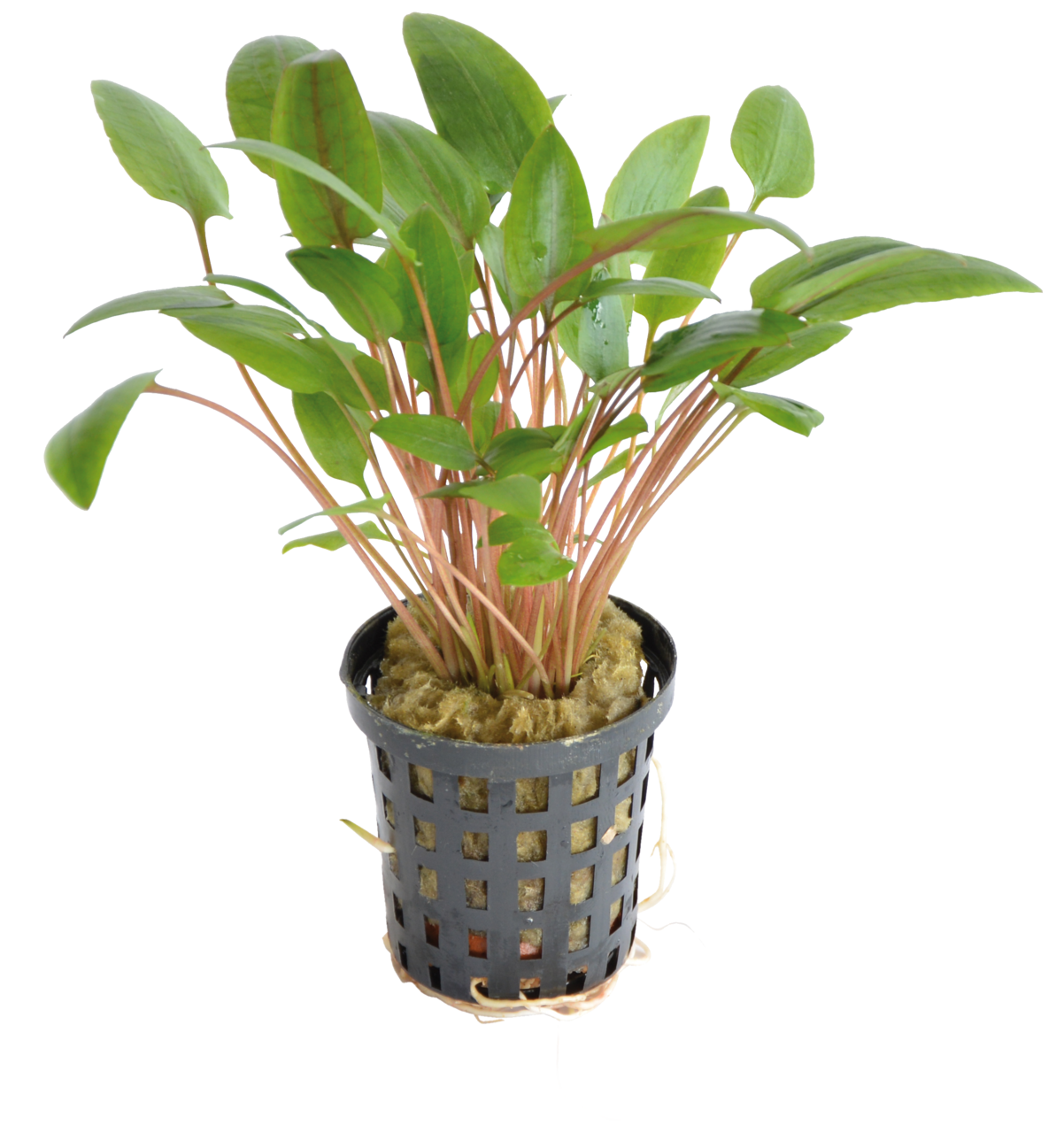 Cryptocoryne Wendtii Green 5 cm pot