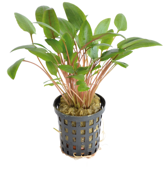 Cryptocoryne Wendtii Green 5 cm pot