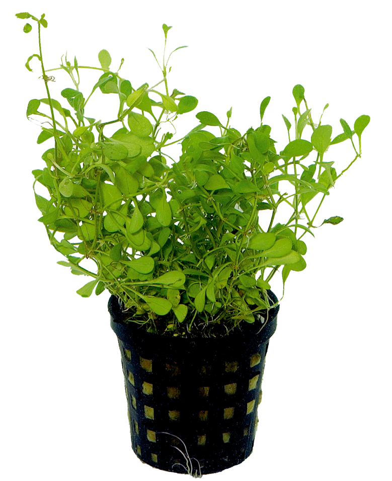 Glossostigma Elatinoides 5cm pot