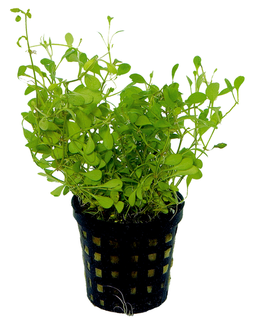 Glossostigma Elatinoides 5cm pot