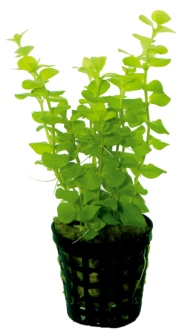 Lysimachia Nummularia Aurea 5cm pot