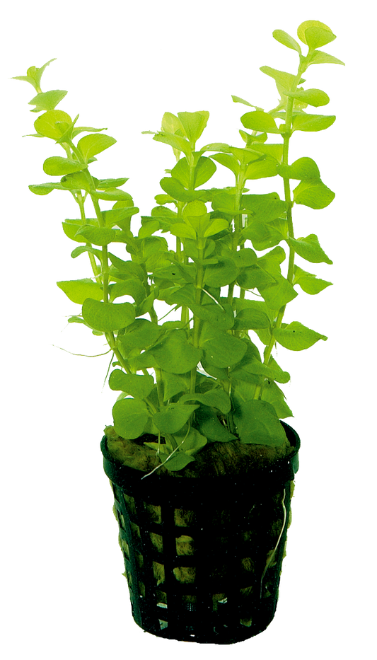 Lysimachia Nummularia Aurea 5cm pot