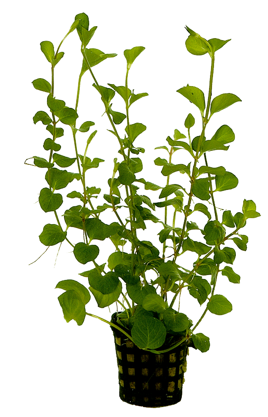 Lysimachia Nummularia 5cm pot