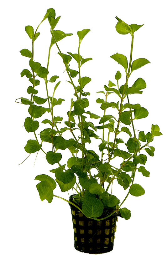 Lysimachia Nummularia 5cm pot