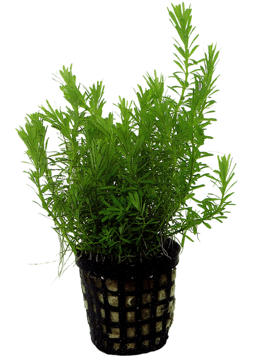 Rotala Wallichii 5cm pot