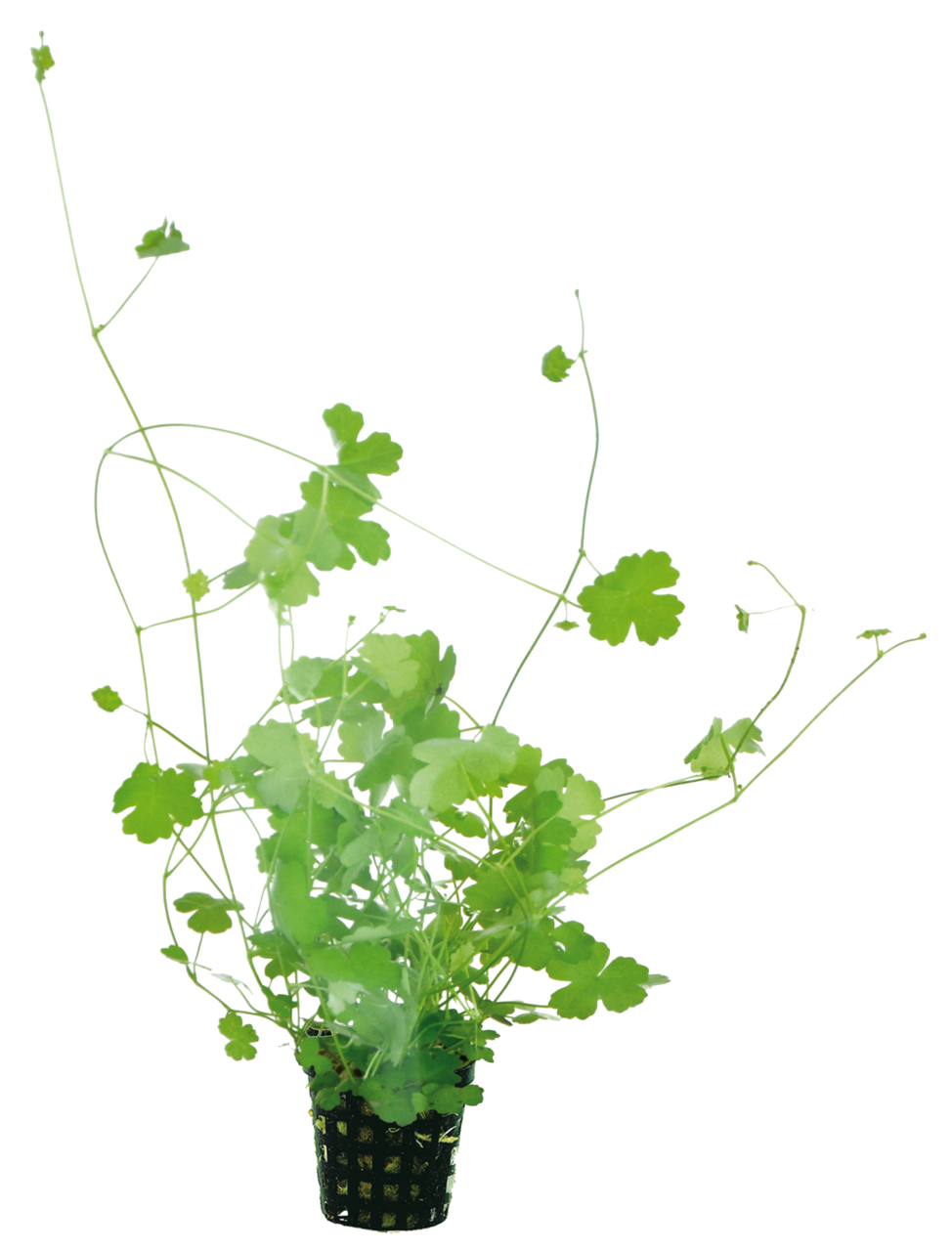 Hydrocotyle Tripartita 5cm pot