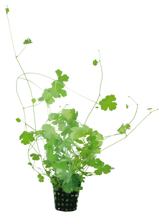 Hydrocotyle Tripartita 5cm pot