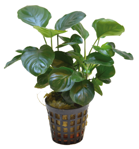 Anubias Nana Coin 5cm Pot