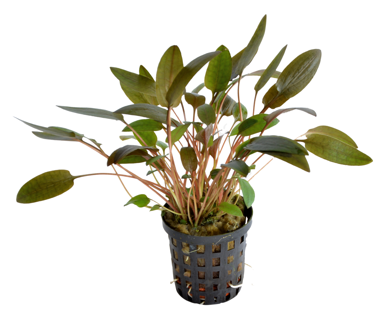 Cryptocoryne Wendtii Brown 5 cm pot