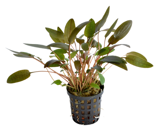 Cryptocoryne Wendtii Brown 5 cm pot