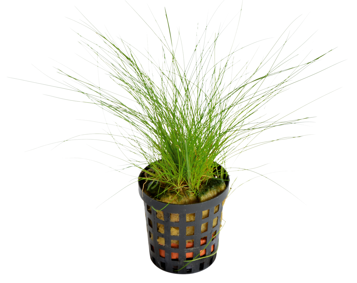 Eleocharis Acicularis 5cm Pot