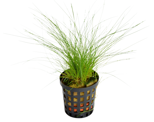 Eleocharis Acicularis 5cm Pot