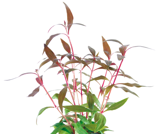 Alternanthera Reineckii 5cm Pot