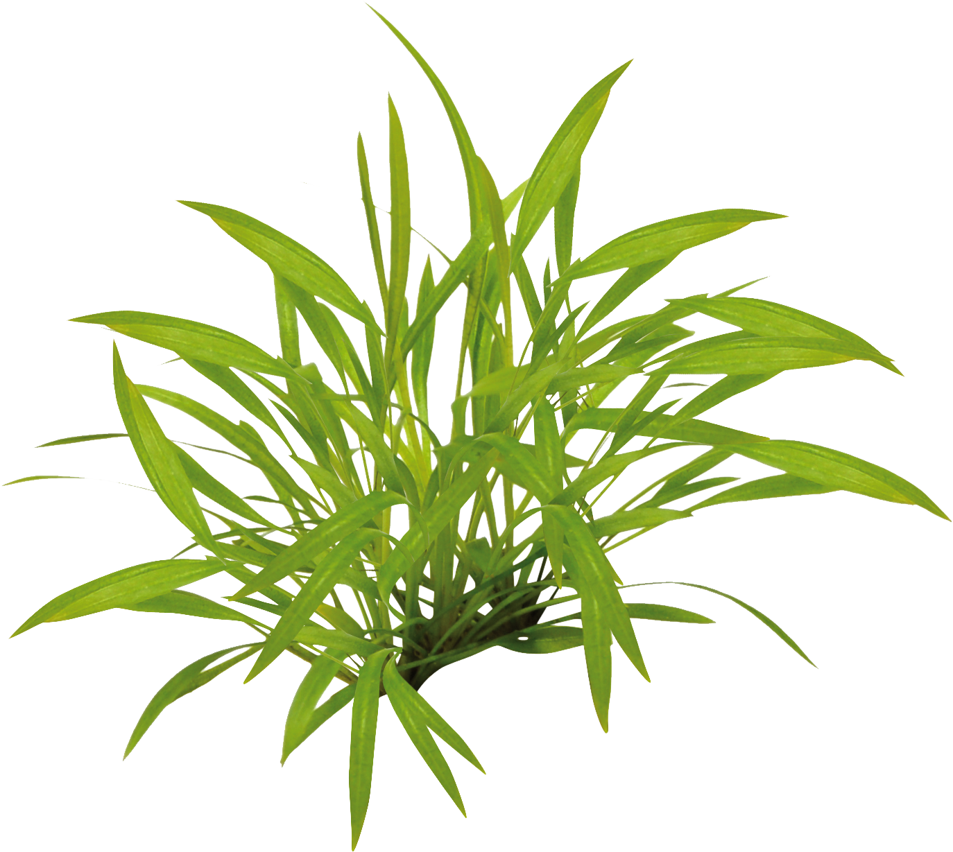 Helanthium Tenellum - Easy Grow