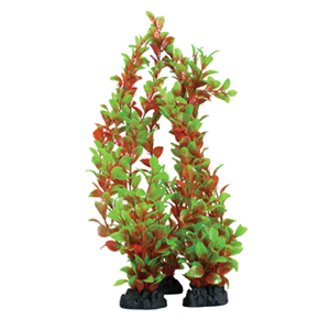 Hugo Ludwigia Red/Green 30Cm