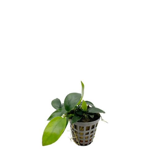 Anubias Nana Mini 5cm Pot