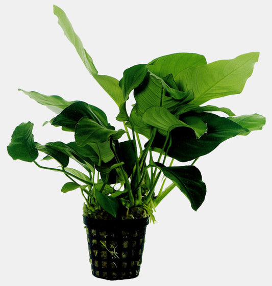 Anubias Barteri Var.Nana 5cm Pot