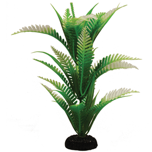 Hugo African Fern 20Cm