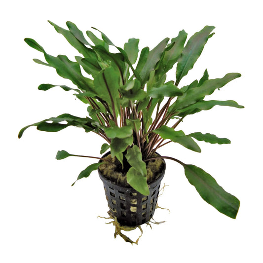 Cryptocoryne Undulatus Green 5cm Pot