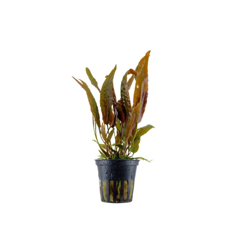 Cryptocoryne Red - Aquadip Pot