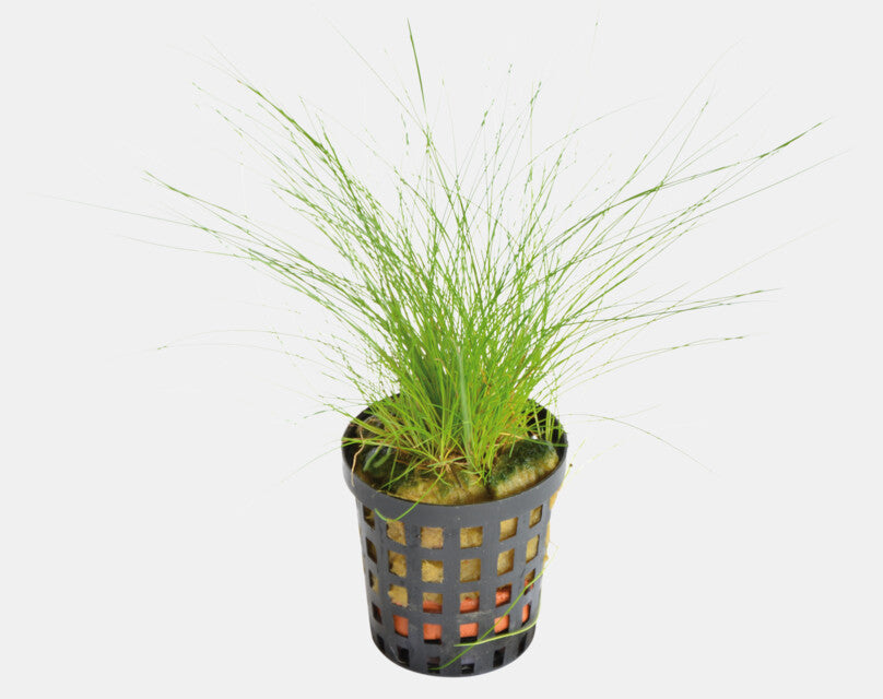 Eleocharis Acicularis 5cm Pot