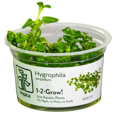 Hygrophila serpyllum - Tropica 1-2 Grow