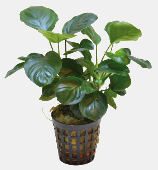 Anubias Nana Coin 5cm Pot