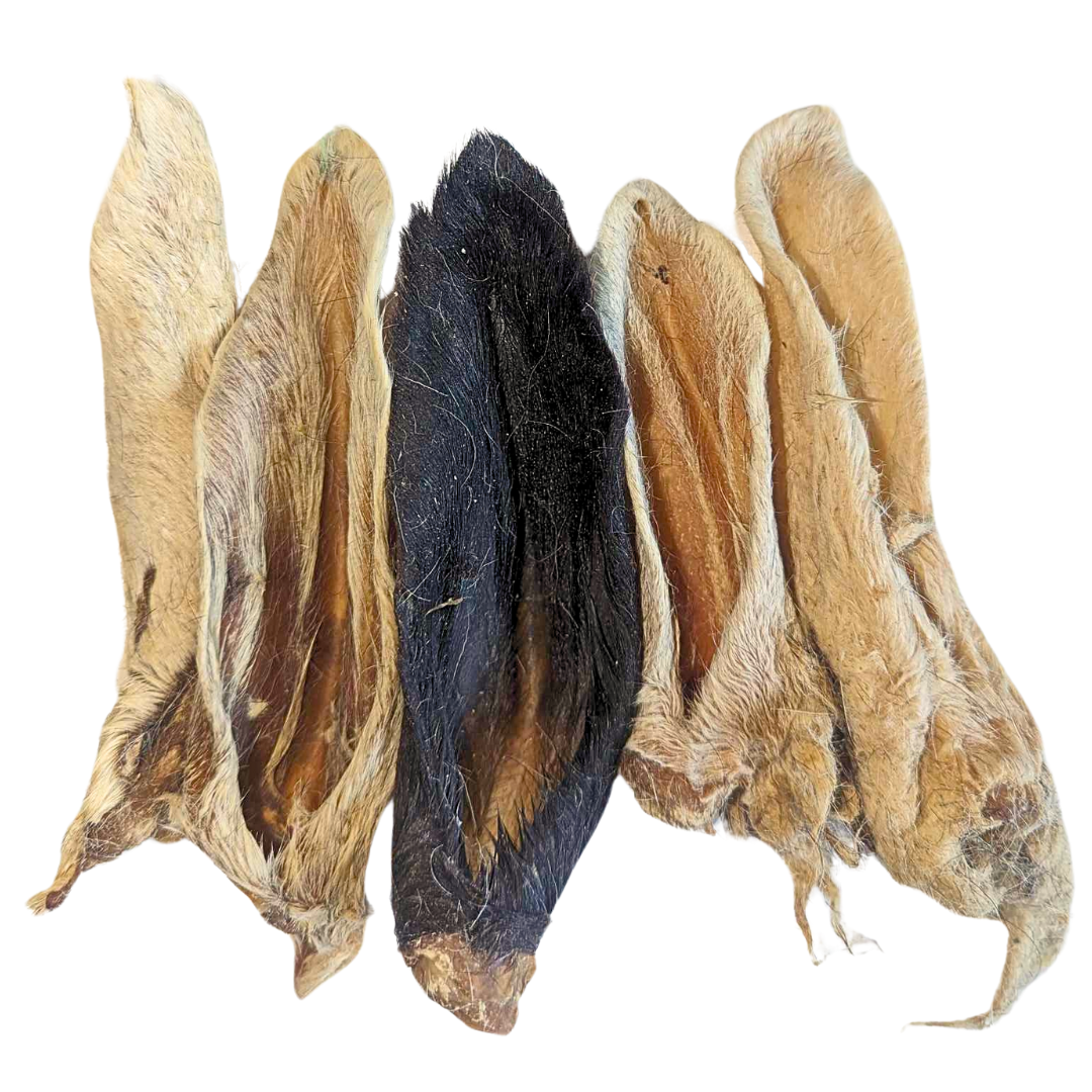 Hairy Lamb Ear - Single