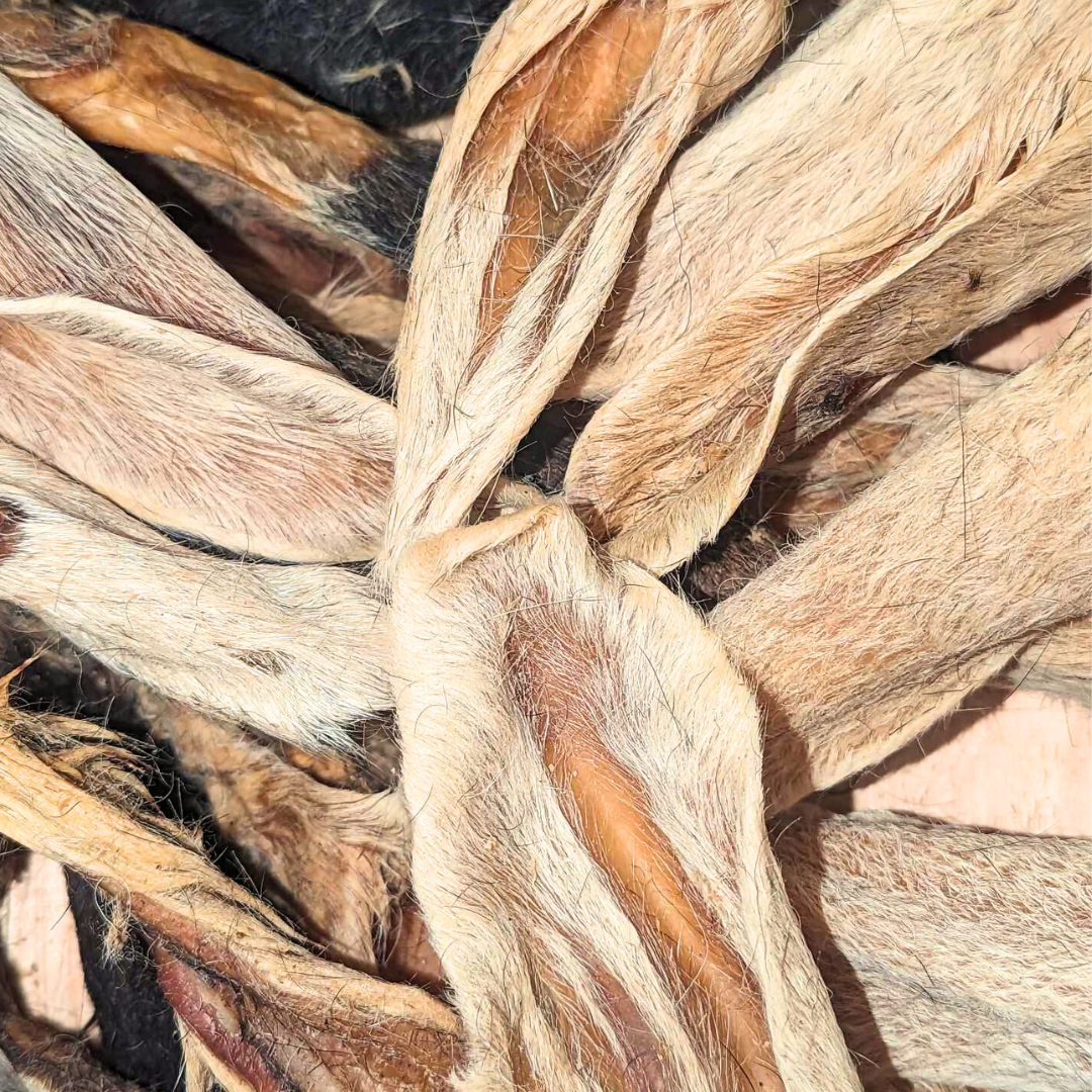 Hairy Lamb Ear - Single