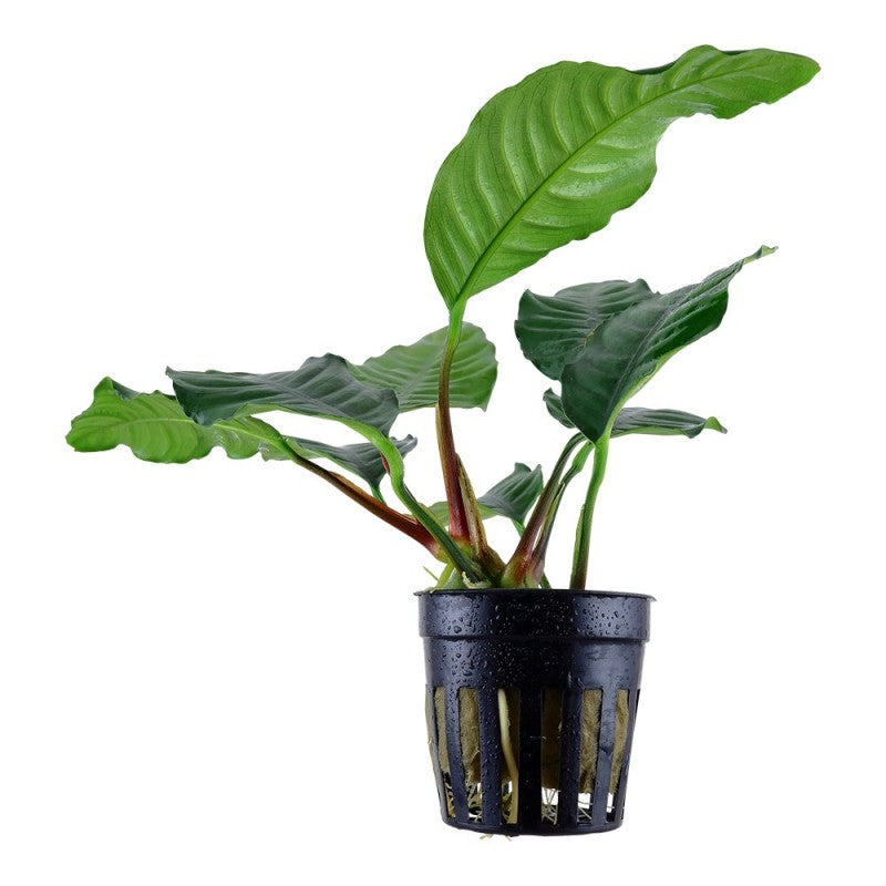 Anubias Coffeefolia 5cm pot