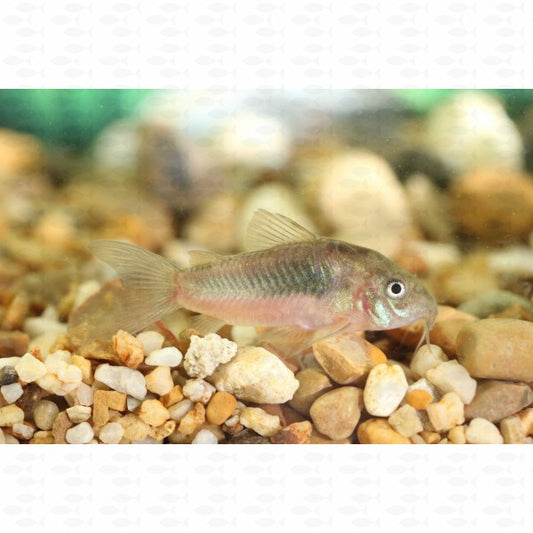 Bronze Corydoras