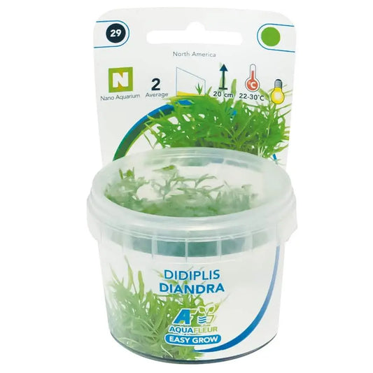 Didiplis Diandra - Easy Grow