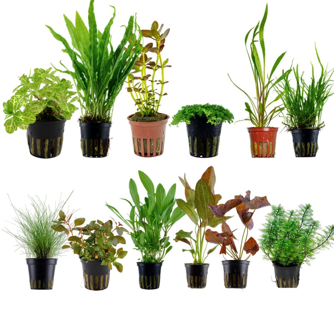 Favourites Plant Pack