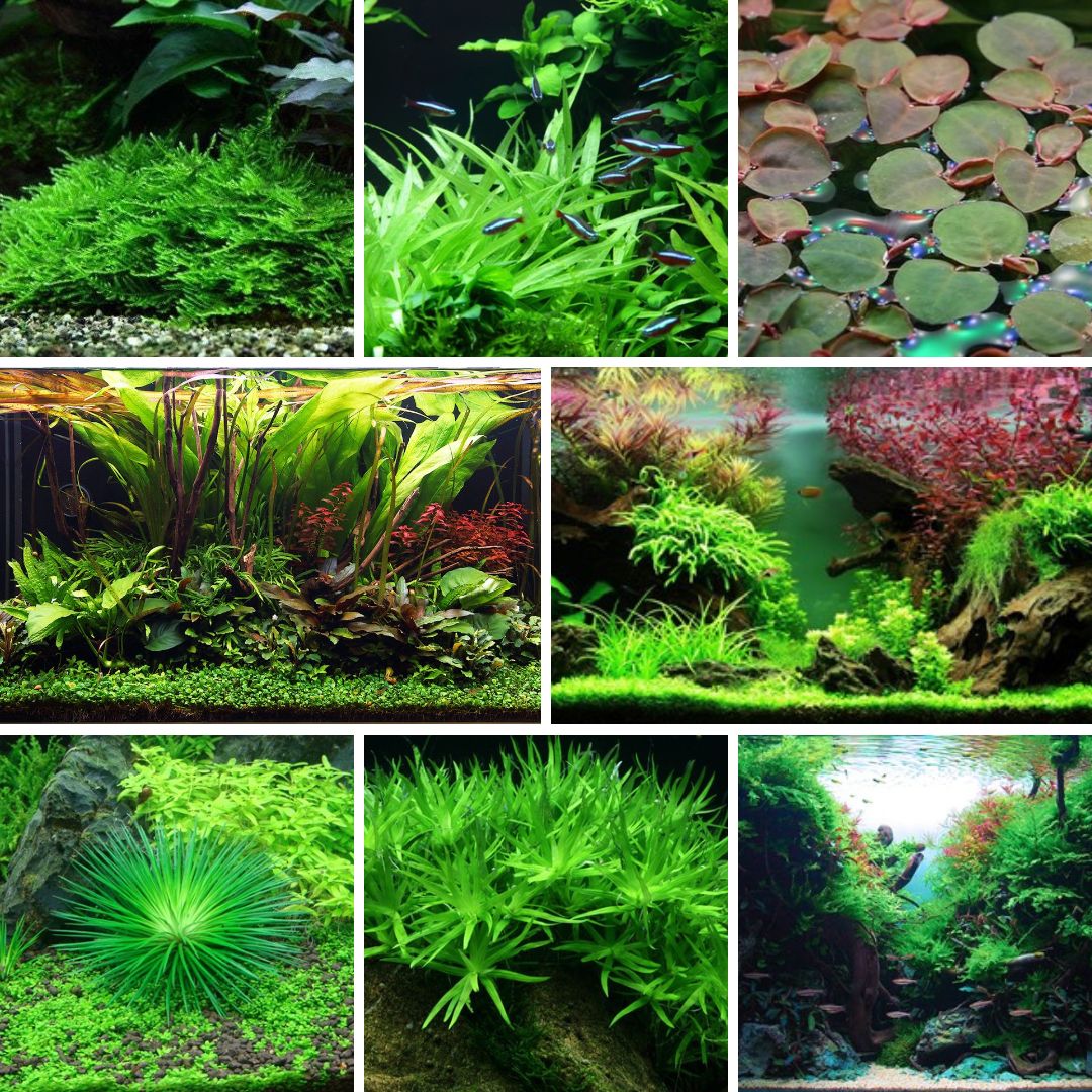 The Best Aquarium Plants Pack