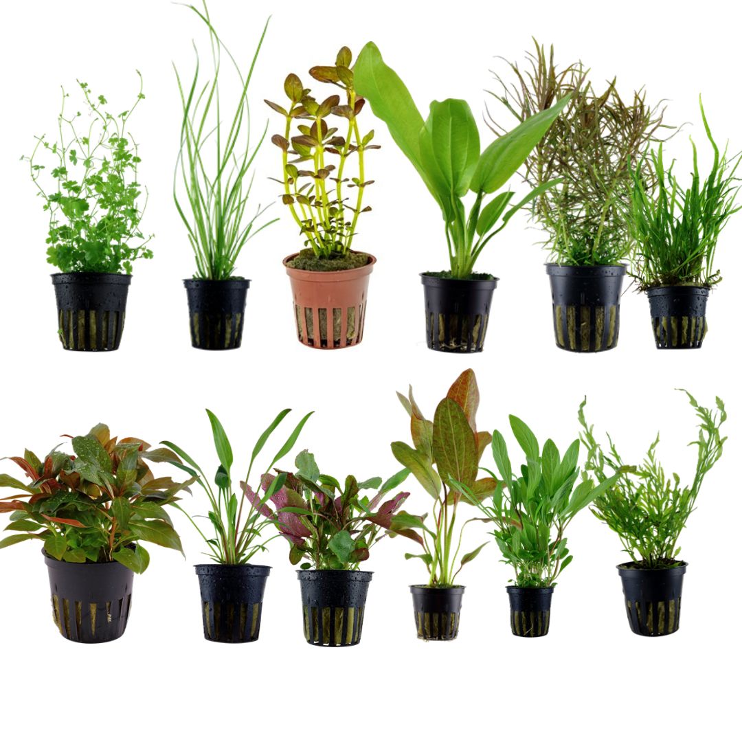 The Best Aquarium Plants Pack